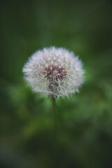 Dandelion: not a weed, a wonder of nature!