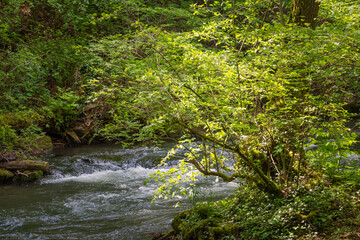 Obraz premium la versoix,rivière sauvage