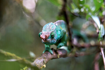Canopy chameleon on a branch © Yevgeniy