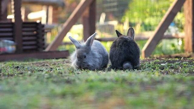 Light and dark rabbits eat grass in fenced area of nature reserve. Type of rodents. Concept of harmless and fluffy animal eating food slow motion