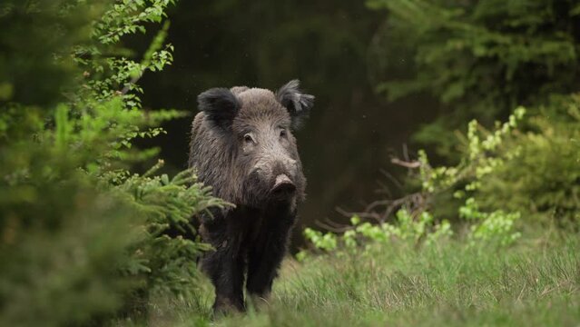Wild boar among the trees. Wild pig in the forest during spring season. Wild swine is calm staying in the forest.	