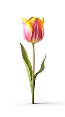 Tulip flower isolated on white background. Beautiful blooming plant. Generative AI