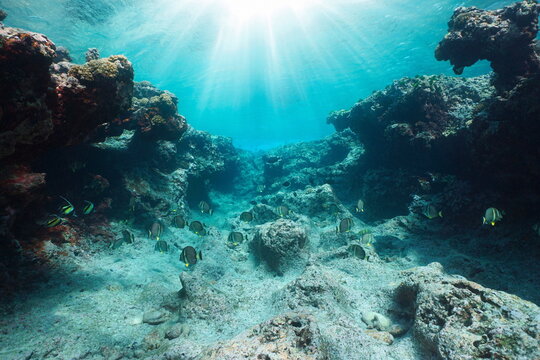 Sunlight underwater over an eroded rocky reef with tropical fish, Pacific ocean, French Polynesia, Huahine