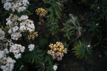 Flowers around the United States 