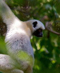 Sifaka in the forest