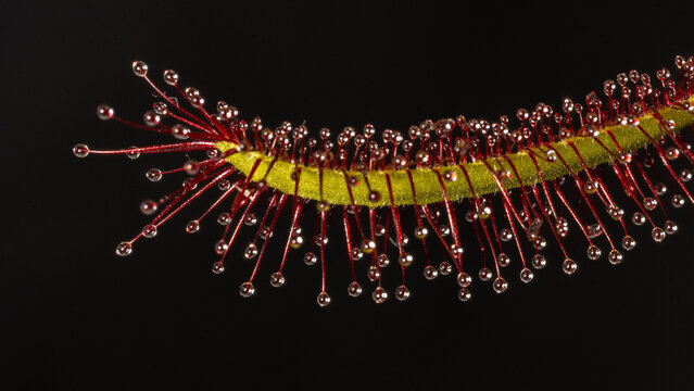 Planta carnivora drosera