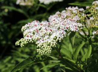 In nature, elderberry herbaceous (Sambucus ebulus) blooms