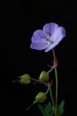 Blue wild flower - Meadow Geranium or Meadow Cranesbill; Geranium pratense