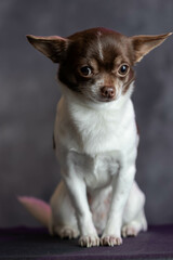 chihuahua puppy on a black background