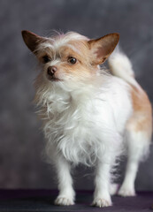 portrait of a chihuahua