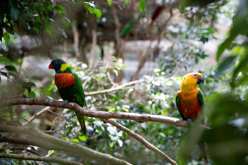 Two parrots Aratinga solstitialis and Hematode trihoglossus and in the center a place for an inscription