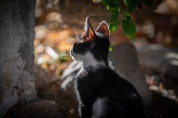 Młode koty na greckiej wyspie Kos - obrazy, fototapety, plakaty