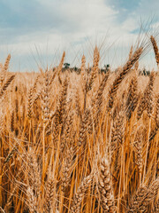 wheat field in the wind