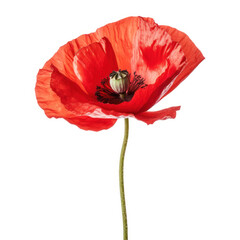 red poppy flower isolated on white background. Generative AI