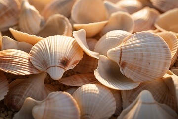 pile of sea shells.