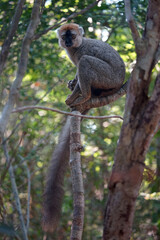 Grey lemur
