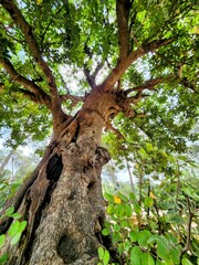 Fototapeta premium Big tree in the forest