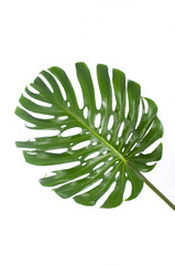 leaf of a big monstera in white background