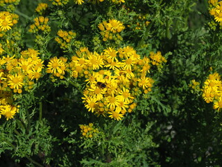 Yellow wild daisies