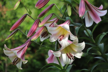 Pink lilly in the garden, Lilium flowers.
