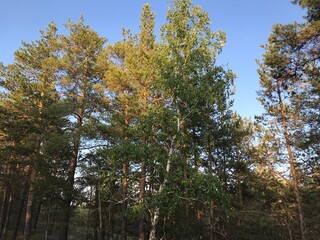 Trees in the forest