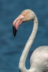 Flamencos Phoenicopterus roseus