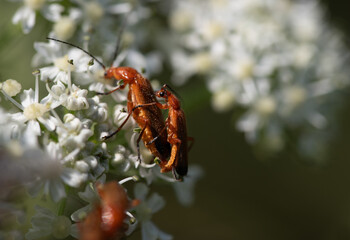 Two no brown soldier beetles sat on white small flowers. They are in lovemaking for the purpose of procreation.