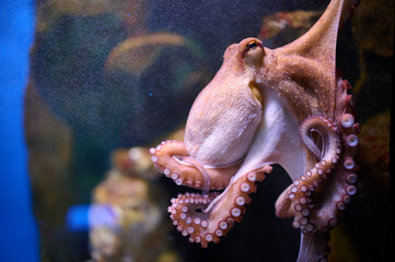 Octopus