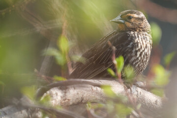 Female Red-Winged Blackbird Side Profile