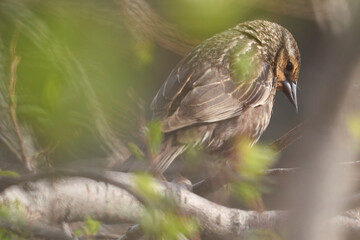 Female Red-Winged Blackbird, Looking Down