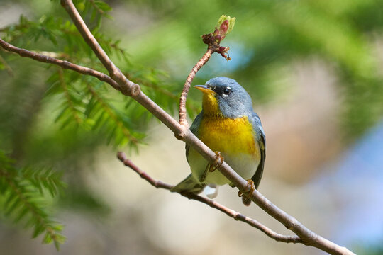 Female Northern Parula at Webber Lake, Nova Scotia