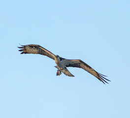 osprey in flight with caught fish