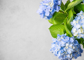 Beautiful bouquet of blue hydrangea on a gray texture background. The concept of the composition of...