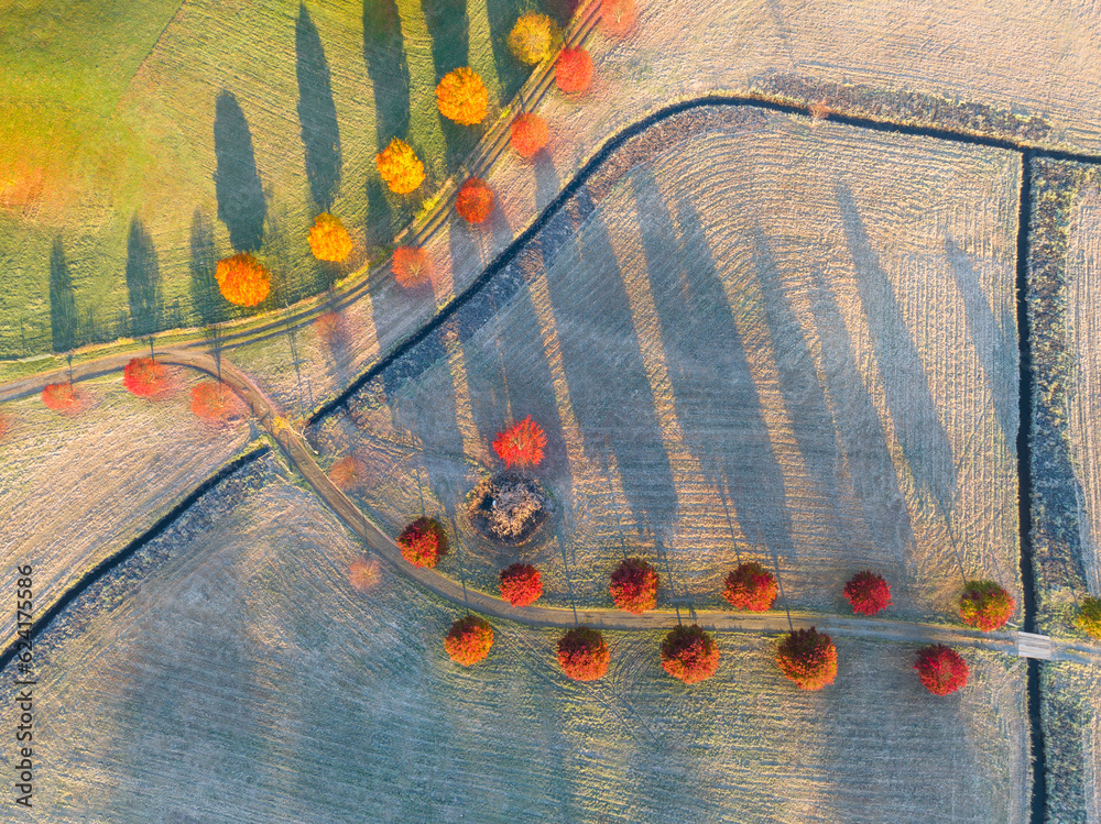 Wall mural aerial of autumn red tree in a row in farm field