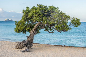 Fofoti Tree - the famous landmark of Aruba Eagle Beach in the morning sunlight