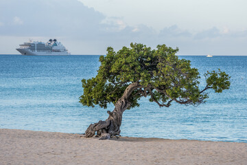 Fofoti Tree - the famous landmark of Aruba Eagle Beach in the morning sunlight