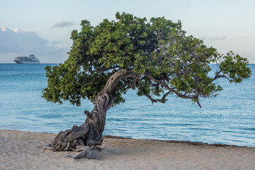 Fofoti Tree - the famous landmark of Aruba Eagle Beach in the morning sunlight