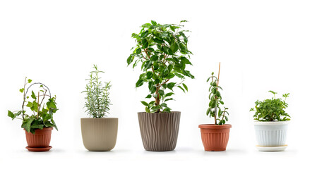 Five Houseplants in flowerpots on white background - each shot separately. English Ivy, Rosemary, Ficus Benjamina, Crassula Ovata and Scented Geranium
