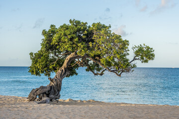 Fofoti Tree - the famous landmark of Aruba Eagle Beach in the morning sunlight