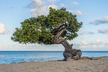 Fototapeta premium Fofoti Tree - the famous landmark of Aruba Eagle Beach in the morning sunlight