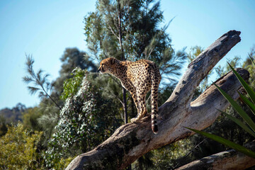 Cheetah (Acinonyx jubatus)