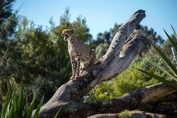 Cheetah (Acinonyx jubatus) © Tara