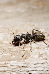 close-up. A black woodworm ant on the surface of a tree.
