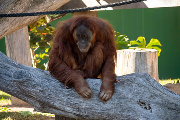 Sumatran Orangutan (Pongo abelii) © Tara