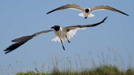 Laughing Gulls flying at Corpus Christi, Texas
