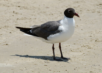 Laughing Gull at Corpus Christi, Texas	