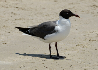 Laughing Gull at Corpus Christi, Texas