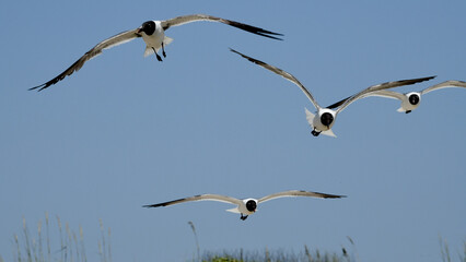 Laughing Gulls flying at Corpus Christi, Texas