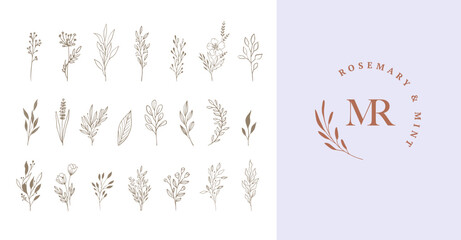 Botanical elegant, delicate hand drawn elements, minimalist modern style. Vector illustrations