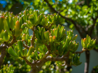 Crassula ovata gollum